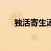 独活寄生汤功效和主治（独活寄生汤）
