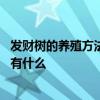 发财树的养殖方法和注意事项 发财树的养殖方法和注意事项有什么