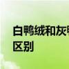 白鸭绒和灰鸭绒区别 羽绒服白鸭绒和灰鸭绒区别