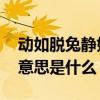动如脱兔静如初子意思 动如脱兔静如处子的意思是什么