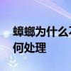 蟑螂为什么不能用脚踩 蟑螂用脚踩后地面如何处理