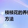 枝枝花的养殖方法和注意事项 枝枝花的养殖方法