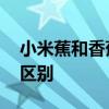 小米蕉和香蕉的区别 小米香蕉和普通香蕉的区别