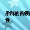 象群的首领都是雌性吗 象群的首领是不是雌性