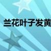兰花叶子发黄怎么办 兰花叶子发黄怎么解决