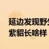 延边发现野生紫貂是怎么回事 延边发现野生紫貂长啥样