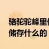 骆驼驼峰里储存的是什么 骆驼的驼峰是用来储存什么的