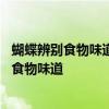蝴蝶辨别食物味道用身体哪个部位 蝴蝶用身体哪个部位辨别食物味道