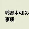 鸭脚木可以水培吗 鸭脚木的水培方法和注意事项