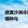 寂寞沙洲冷说的是哪种鸟 寂寞沙洲冷说表示哪种鸟