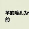 羊的瞳孔为什么是方的 为什么羊的瞳孔是方的