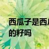 西瓜子是西瓜里的籽吗 吃的西瓜子是西瓜里的籽吗