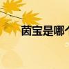 茵宝是哪个的品牌 茵宝是哪个的牌子