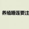 养殖睡莲要注意些什么 盆栽睡莲的养殖方法