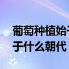 葡萄种植始于哪个朝代 中原地区葡萄种植始于什么朝代