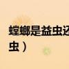 螳螂是益虫还是害虫讲解（螳螂是益虫还是害虫）