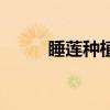 睡莲种植方法与时间（睡莲种植）