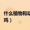 什么植物和动物像鸡类似（什么植物和动物像鸡）