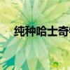 纯种哈士奇特征介绍（纯种哈士奇特征）