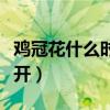 鸡冠花什么时候开花几点钟（鸡冠花什么时候开）