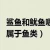 鲨鱼和鱿鱼哪个不属于鱼（鲨鱼和鱿鱼哪个不属于鱼类）