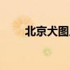 北京犬图片及价格（北京犬多少钱）