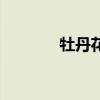 牡丹花水彩图片（牡丹花水）