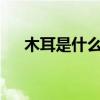 木耳是什么意思?（粉木耳是什么意思）