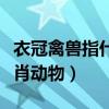 衣冠禽兽指什么生肖动物（衣冠禽兽指什么生肖动物）