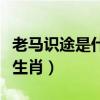 老马识途是什么时期的成语（老马识途是什么生肖）