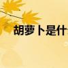 胡萝卜是什么意思（胡萝卜须什么意思）