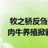  牧之骄反刍预混料惊现“功能包” 中京大地肉牛养殖掀新潮