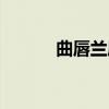曲唇兰属（关于曲唇兰属介绍）