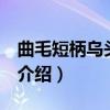 曲毛短柄乌头 变种（关于曲毛短柄乌头 变种介绍）