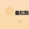 曼陀茄根（关于曼陀茄根介绍）