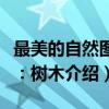 最美的自然图鉴：树木（关于最美的自然图鉴：树木介绍）
