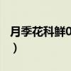 月季花科鲜0393（关于月季花科鲜0393介绍）