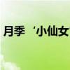 月季‘小仙女’（关于月季‘小仙女’介绍）