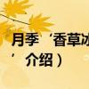 月季‘香草冰激凌’（关于月季‘香草冰激凌’介绍）