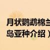 月状鹦鹉棉兰老岛亚种（关于月状鹦鹉棉兰老岛亚种介绍）