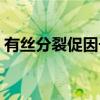 有丝分裂促因子（关于有丝分裂促因子介绍）
