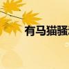 有马猫骚动（关于有马猫骚动介绍）