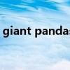 giant pandas什么意思（giant是什么意思）