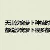 天津沙窝萝卜种植时间和方法（怎么区分天津沙窝萝卜和潍坊水果萝卜都说沙窝萝卜很多都是水果萝卜冒充的那么外表或者味道怎么区分啊）