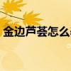 金边芦荟怎么养殖方法（芦荟怎么养殖方法）