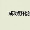 成功野化放归的大熊猫不包括（成功）