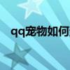 qq宠物如何查看爱情值（qq宠物爱心值）