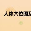 人体穴位图及功能（脚上的穴位图及功能）