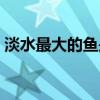 淡水最大的鱼是什么鱼（最大的鱼是什么鱼）