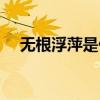 无根浮萍是什么意思（浮萍是什么意思）